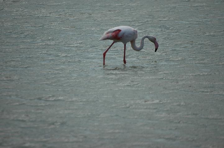 camargue (6)